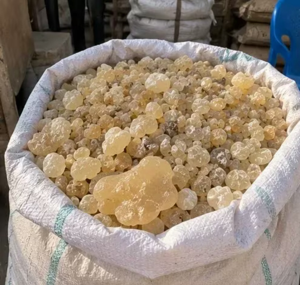 Bulk Somali frankincense resin prepared for grading and export by Horn Resins