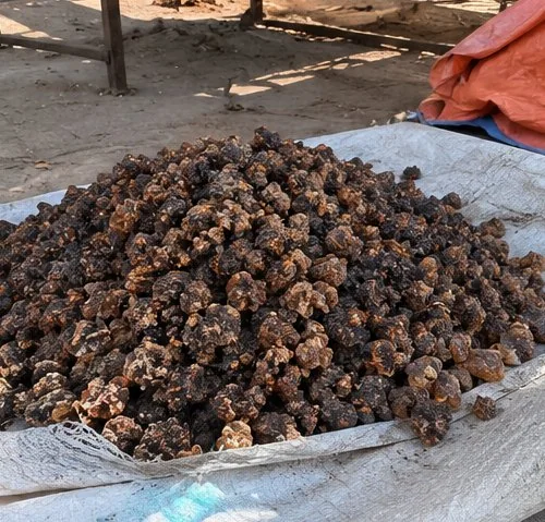 Somali myrrh resin (Commiphora myrrha) drying on a tarpaulin before sorting