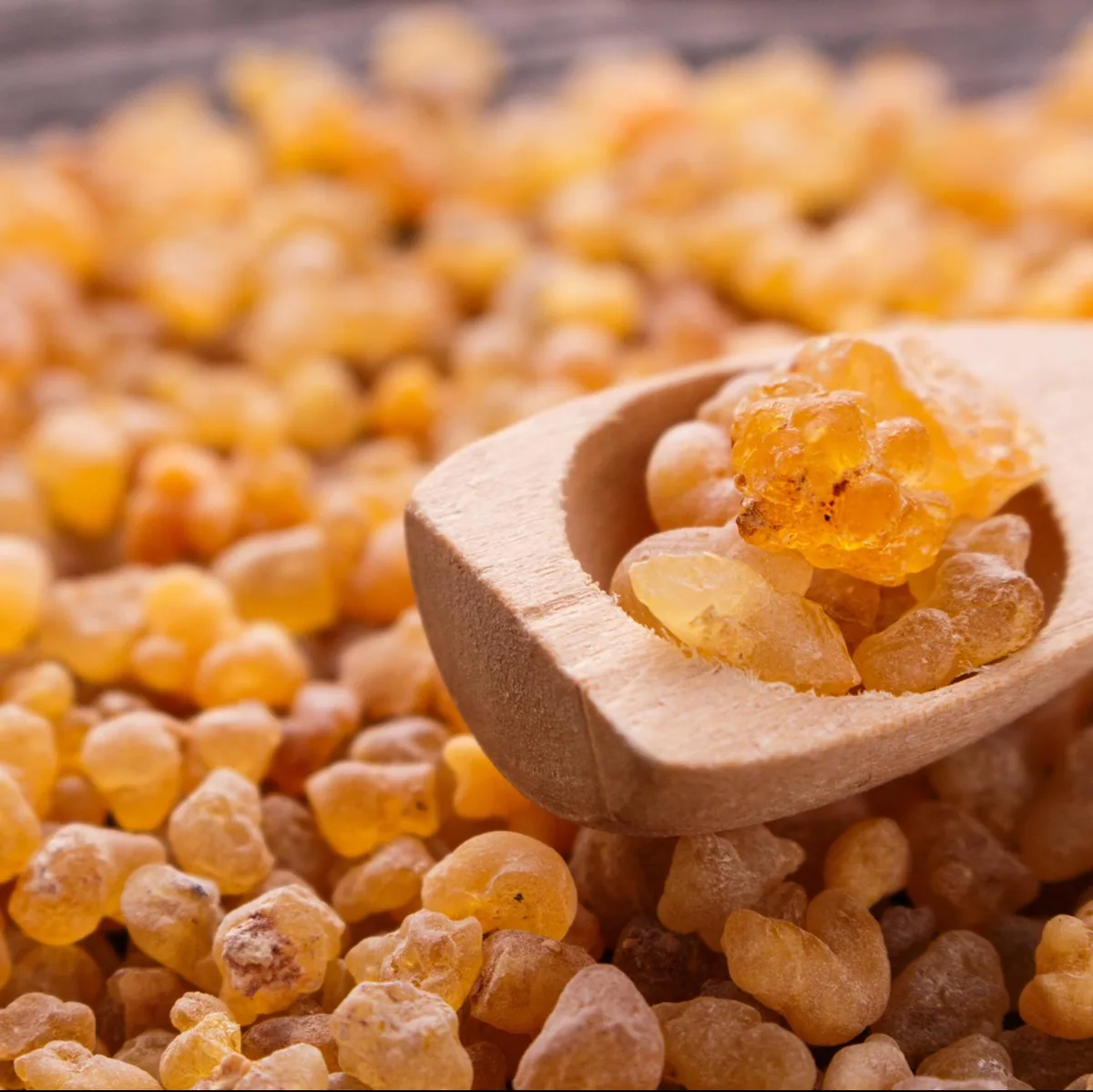 Pale Maydi frankincense tears, Boswellia frereana, at origin in Somalia