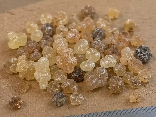 Graded Beeyo frankincense tears (Boswellia carterii) from Somalia, colour-sorted