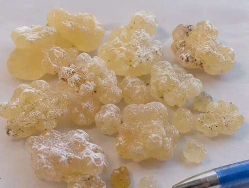 Graded Somali Maydi frankincense tears (Boswellia frereana) on a neutral background